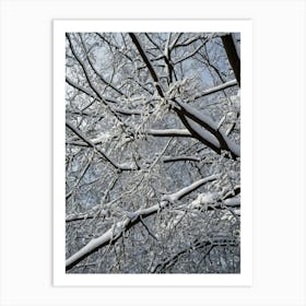 Snow Covered Branches Art Print