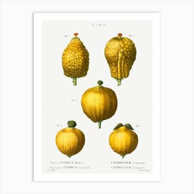 Lemon, Pierre Joseph Redoute Art Print