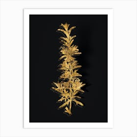 Vintage Rosemary Botanical in Gold on Black n.0326 Art Print