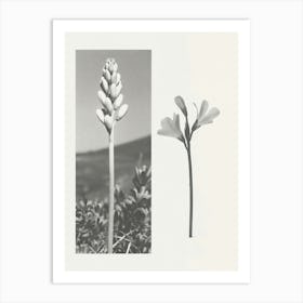 Freesia Flower Photo Collage 2 Art Print