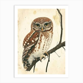 Northern Pygmy Owl Vintage Illustration 4 Art Print