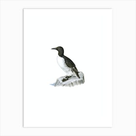 Vintage Common Murre Bird Illustration on Pure White n.0178 Art Print