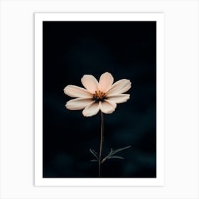 Single Flower On A Dark Background Art Print