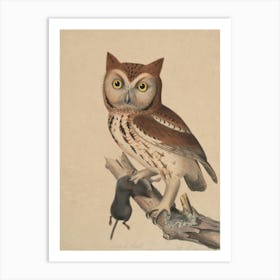 Owl Perched On Branch Art Print