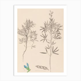 Flora Of Scotland Art Print