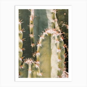 Small Spiked Cactus Art Print
