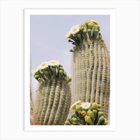 Saguaro Blooms Art Print