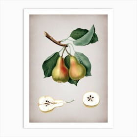 Vintage Pear Botanical on Parchment n.0906 Art Print