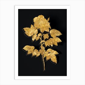 Vintage Leschenault's Rose Botanical in Gold on Black n.0392 Art Print
