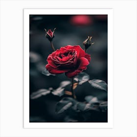 Dark Rose 96 Art Print