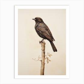 Vintage Bird Drawing Blackbird 1 Art Print