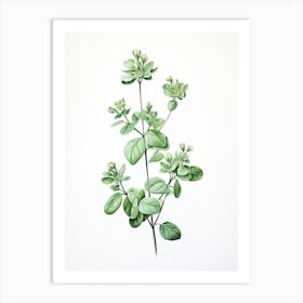 Marjoram Vintage Botanical Herbs 0 Art Print