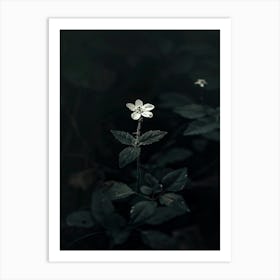 Flower In The Dark 54 Art Print