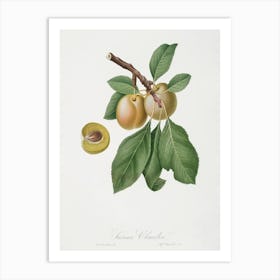 Prune (Prunus Claudia) From Pomona Italiana (1817 1839), Giorgio Gallesio Art Print