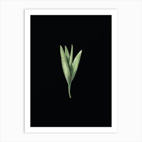 Vintage Autumn Crocus Botanical Illustration on Solid Black n.0916 Art Print