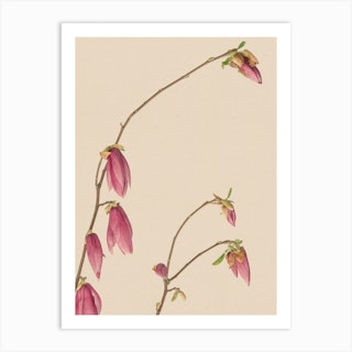 Botanic Antique Pink Art Print