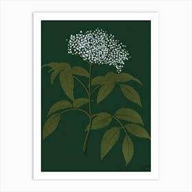 Flower Elderberry Art Print