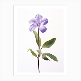 Pressed Flower Botanical Art Periwinkle 2 Art Print