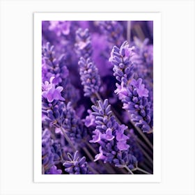 Lavender Flowers 8 Art Print