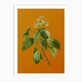 Vintage Climbing Hydrangea Botanical on Sunset Orange n.0872 Art Print