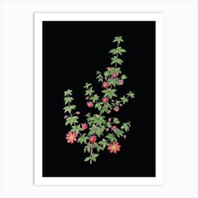 Vintage Madder Leaved Bauera Botanical Illustration on Solid Black n.0834 Art Print