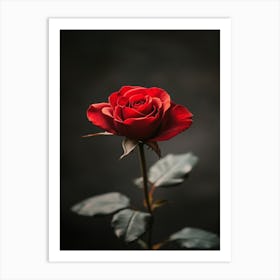 Red Rose On Black Background 71 Art Print