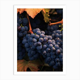 Grapes In The Vineyard Art Print