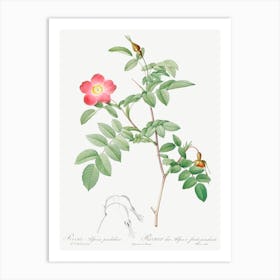 Alpine Rose, Pierre Joseph Redoute 1 Art Print