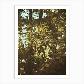 Sun Shines Through The Trees Art Print