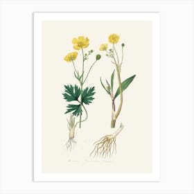 Vintage Botanical John Stephenson and James Morss Churchill Art Print_2731676 Art Print