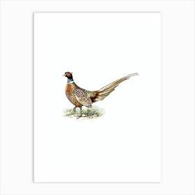 Vintage Ring Necked Pheasant Bird Illustration on Pure White Art Print