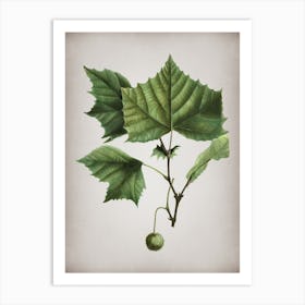 Vintage American Sycamore Botanical on Parchment Art Print