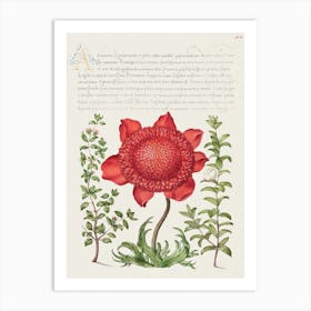 Basil Thyme, Poppy Anemone, And Myrtle From Mira Calligraphiae Monumenta, Joris Hoefnagel Art Print