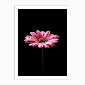 Gerbera Daisy Art Print