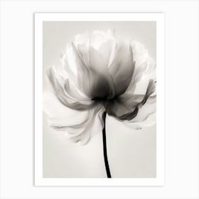 Floral Art 0011 X Ray 0005 X Ray Blumen 0011 Bp6586 Minimalist Soft Bright X Ray Scandinavian Minimalist 5eec4b4d 3d09 Art Print