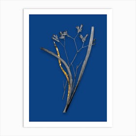 Vintage Anigozanthos Flavida Black and White Gold Leaf Floral Art on Midnight Blue Art Print