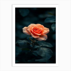 Rose In The Dark 31 Art Print