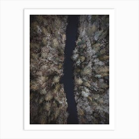 Aerial Forest Creek Art Print