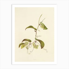 Orchids 7 Art Print