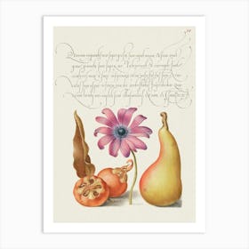 Medlar, Poppy Anemone, And Pear From Mira Calligraphiae Monumenta, Joris Hoefnagel Art Print