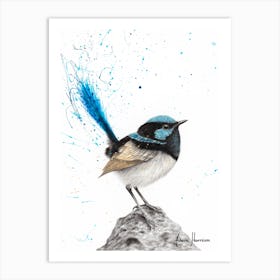 Mountain Blue Wren Art Print