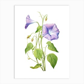 Morning Glories Flower Vintage Botanical 0 Art Print