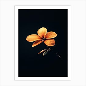 Orange Flower On Black Background Art Print