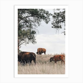 Bison On Hillside Art Print