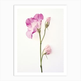 Pressed Flower Botanical Art Sweet Pea 2 Art Print