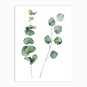 Eucalyptus Art Print