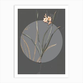 Vintage Botanical Gladiolus Lineatus on Circle Gray on Gray n.0121 Art Print