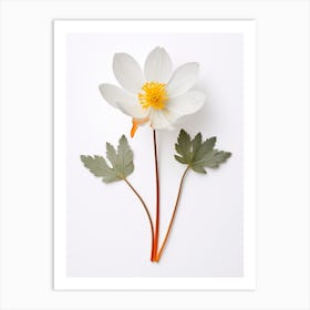 Pressed Wildflower Botanical Art Bloodroot 1 Art Print