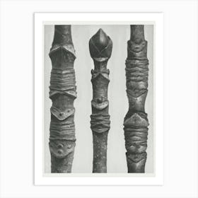 Different Varieties Of Maple (1928), Karl Blossfeldt Art Print