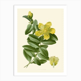 Yellow Flower 2 Art Print